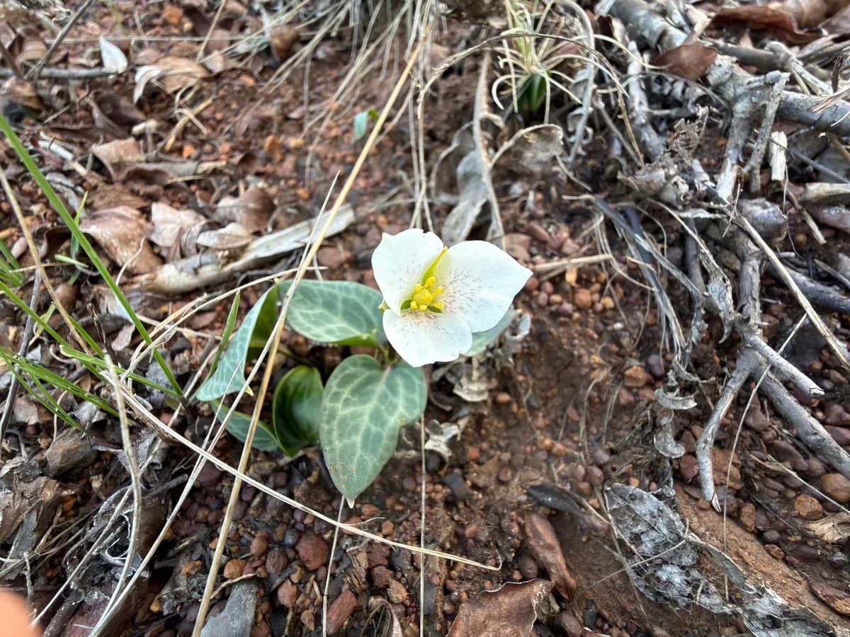 Brook wakerobin (Pseudotrillium rivale)