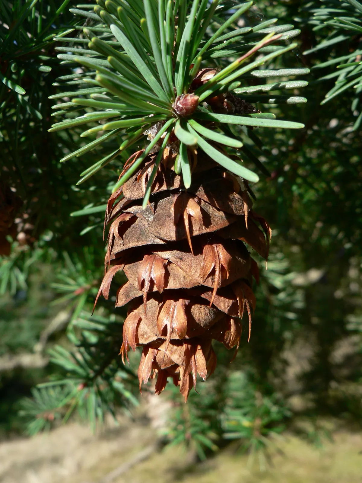 Douglas-fir (Pseudotsuga menziesii)