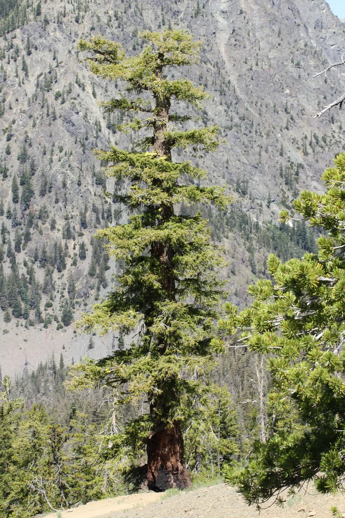 Douglas-fir (Pseudotsuga menziesii)
