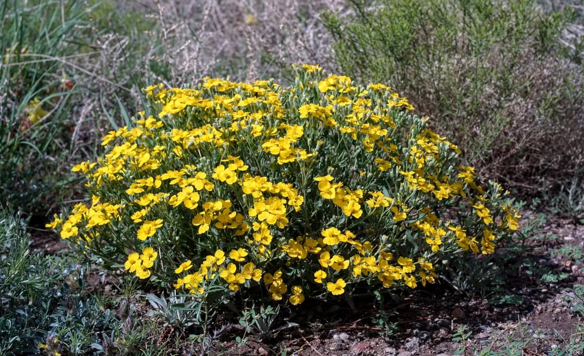 Woolly Paperflower (Psilostrophe tagetina)