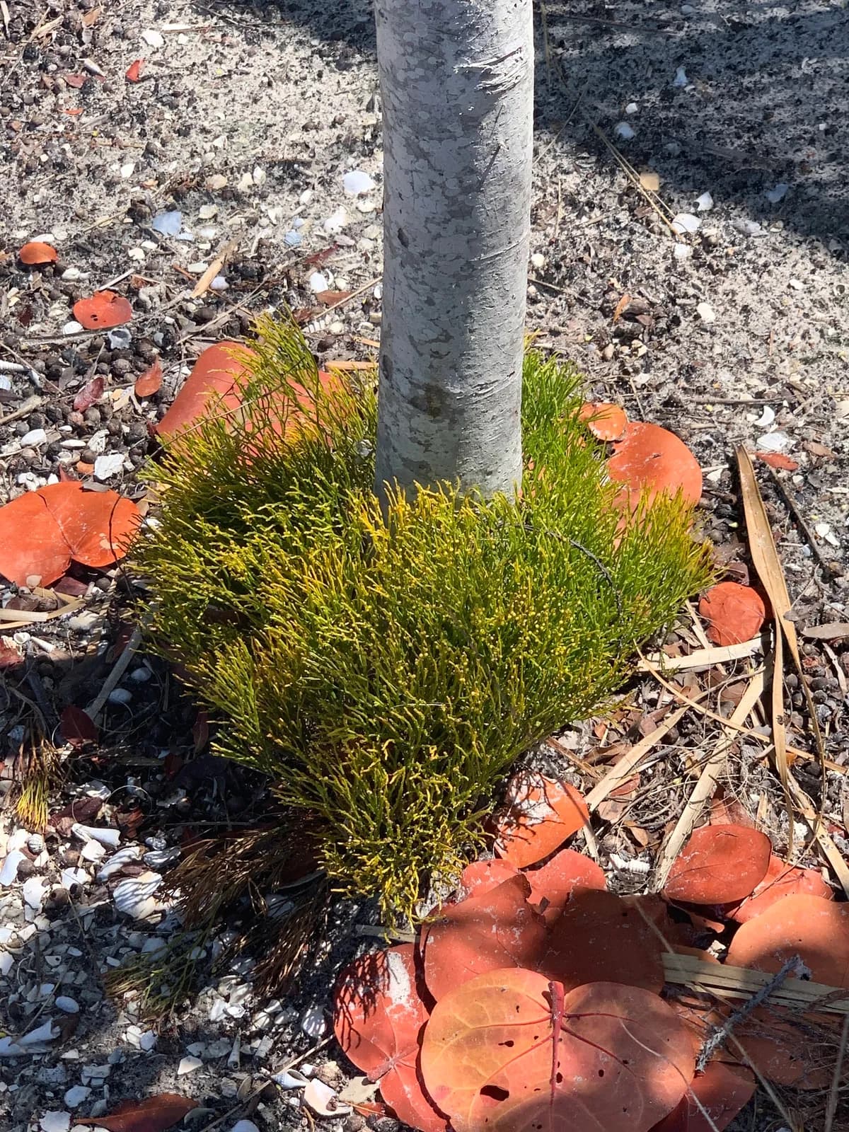 Skeleton fork fern (Psilotum nudum)