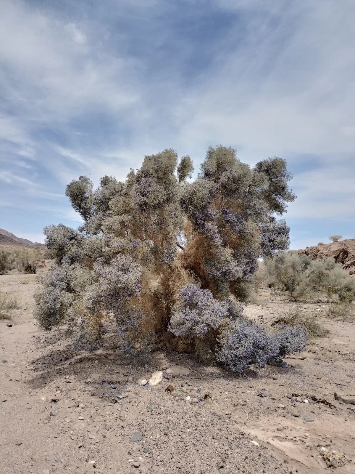 Smoke tree (Psorothamnus spinosus)