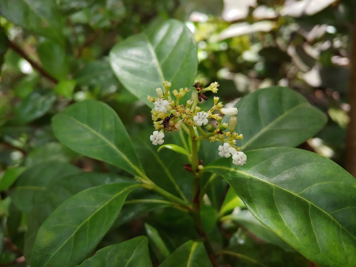 Bahama coffee (Psychotria ligustrifolia)