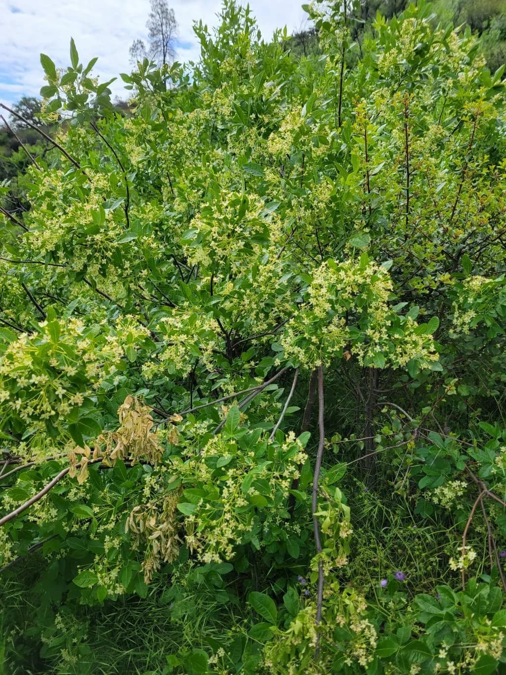 California hoptree (Ptelea crenulata)