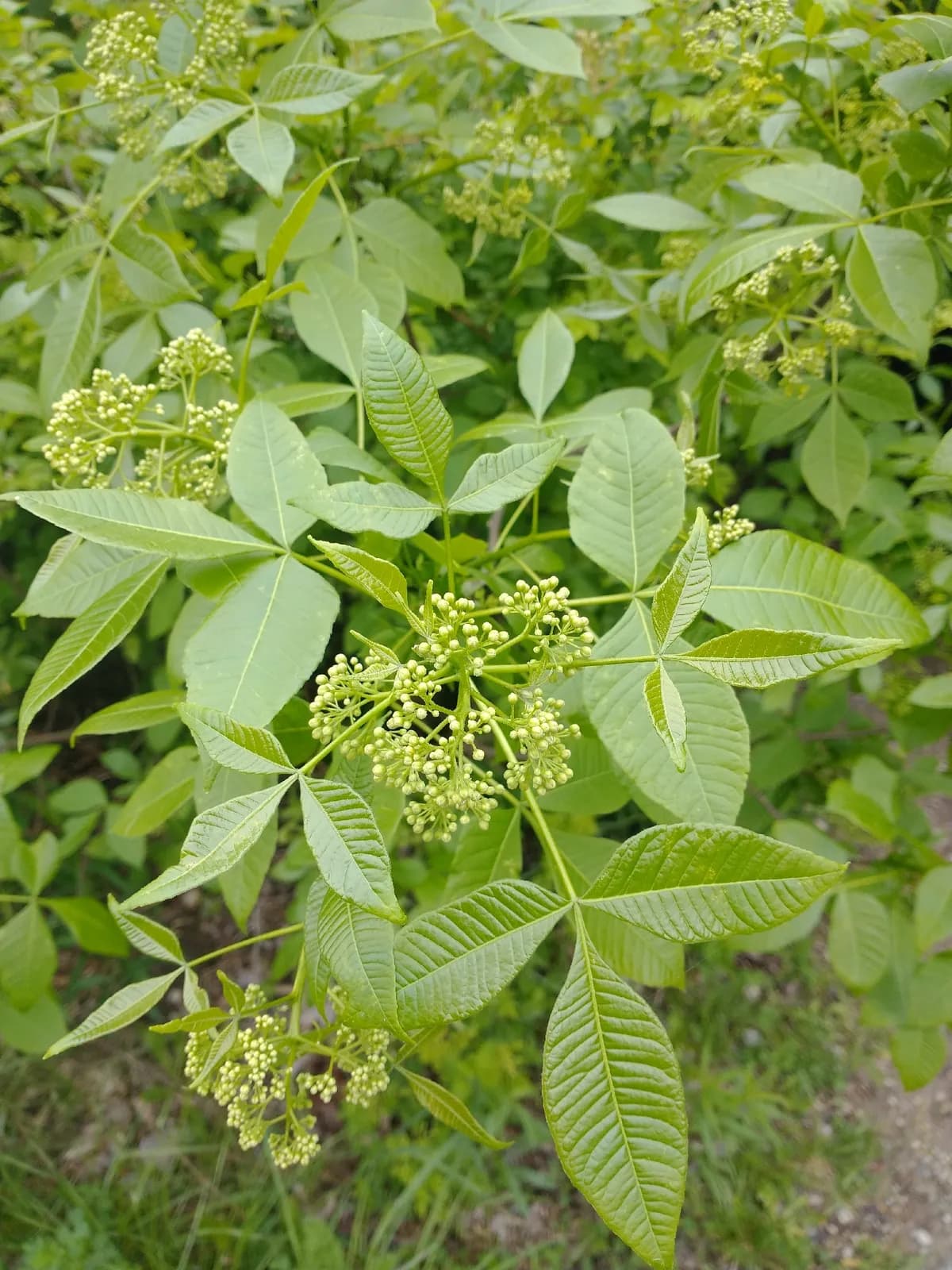 Wafer-ash (Ptelea trifoliata)