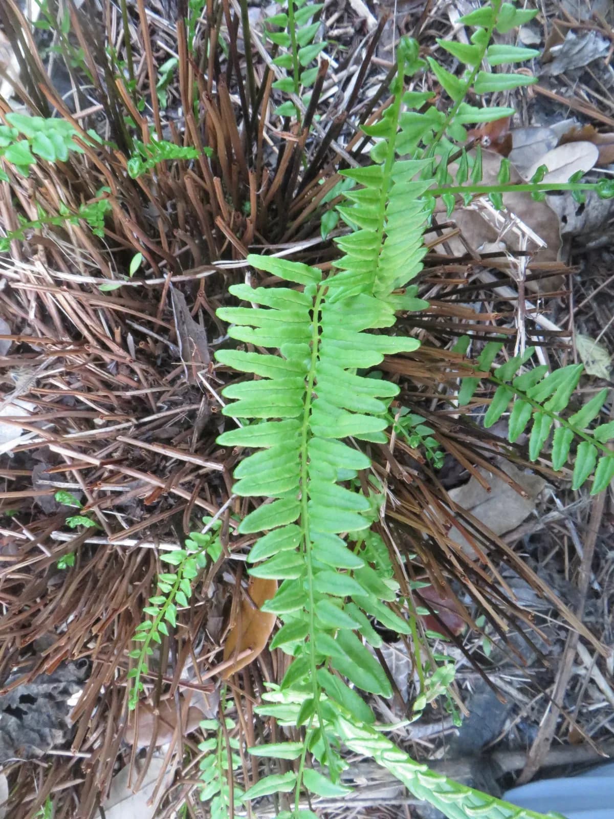 Bahama Brake (Pteris bahamensis)