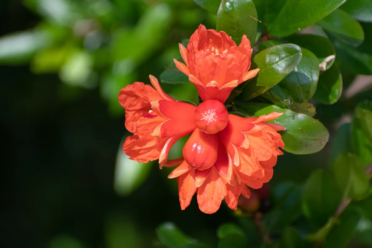 Pomegranate (Punica granatum)