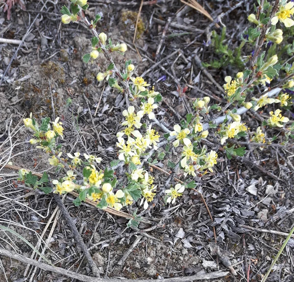 Antelope Bitterbrush (Purshia tridentata)