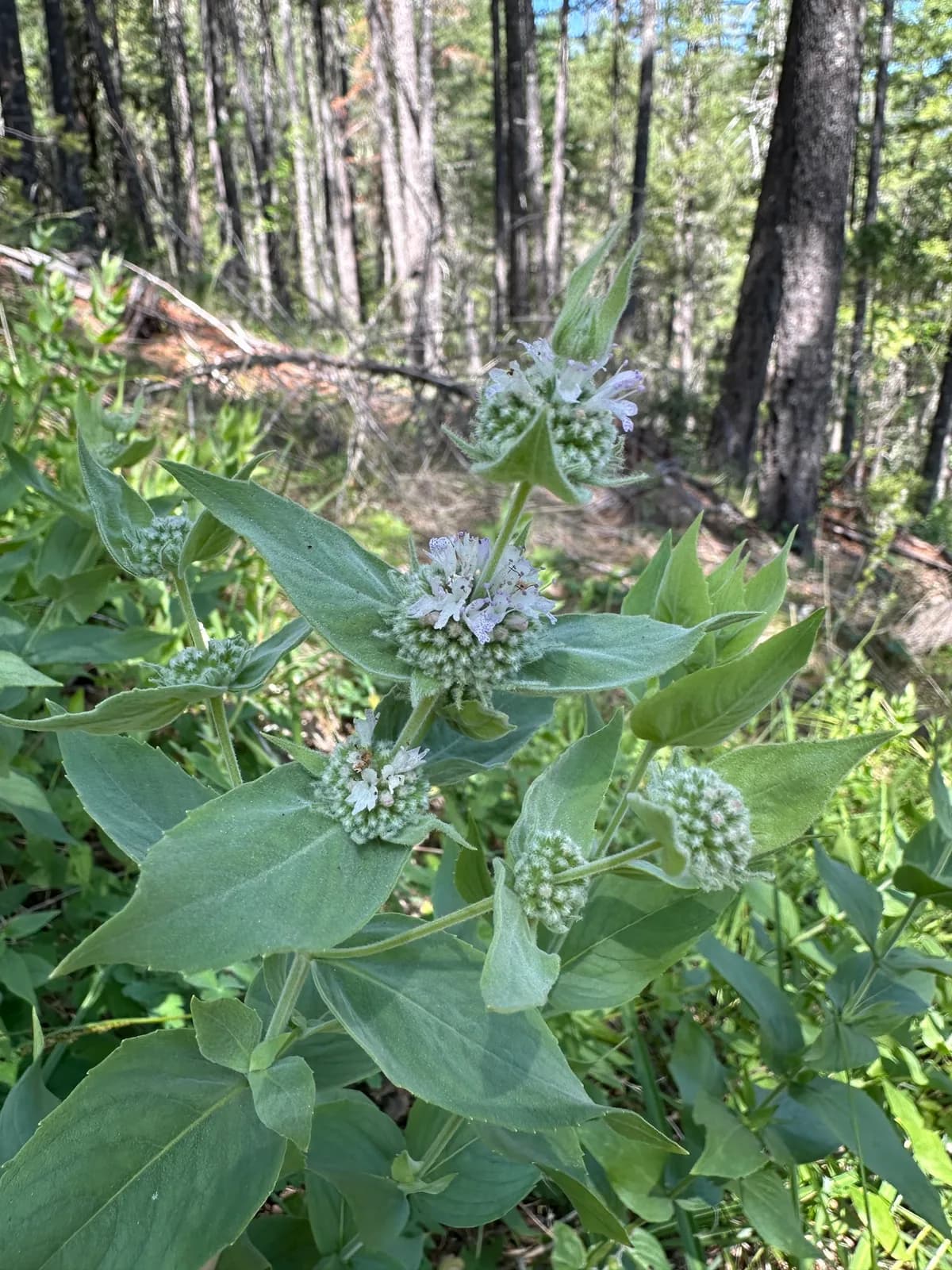 Mountain mint (Pycnanthemum californicum)