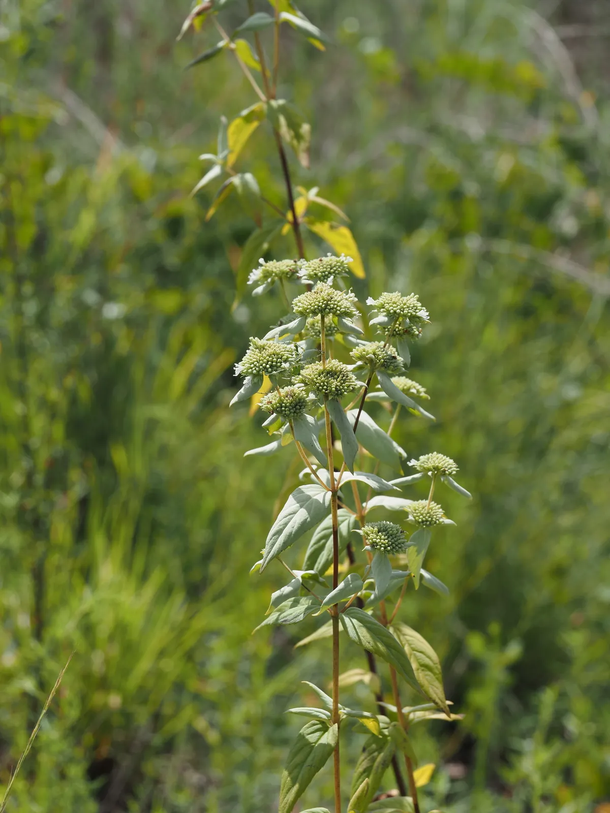 Florida mountain mint (Pycnanthemum floridanum)