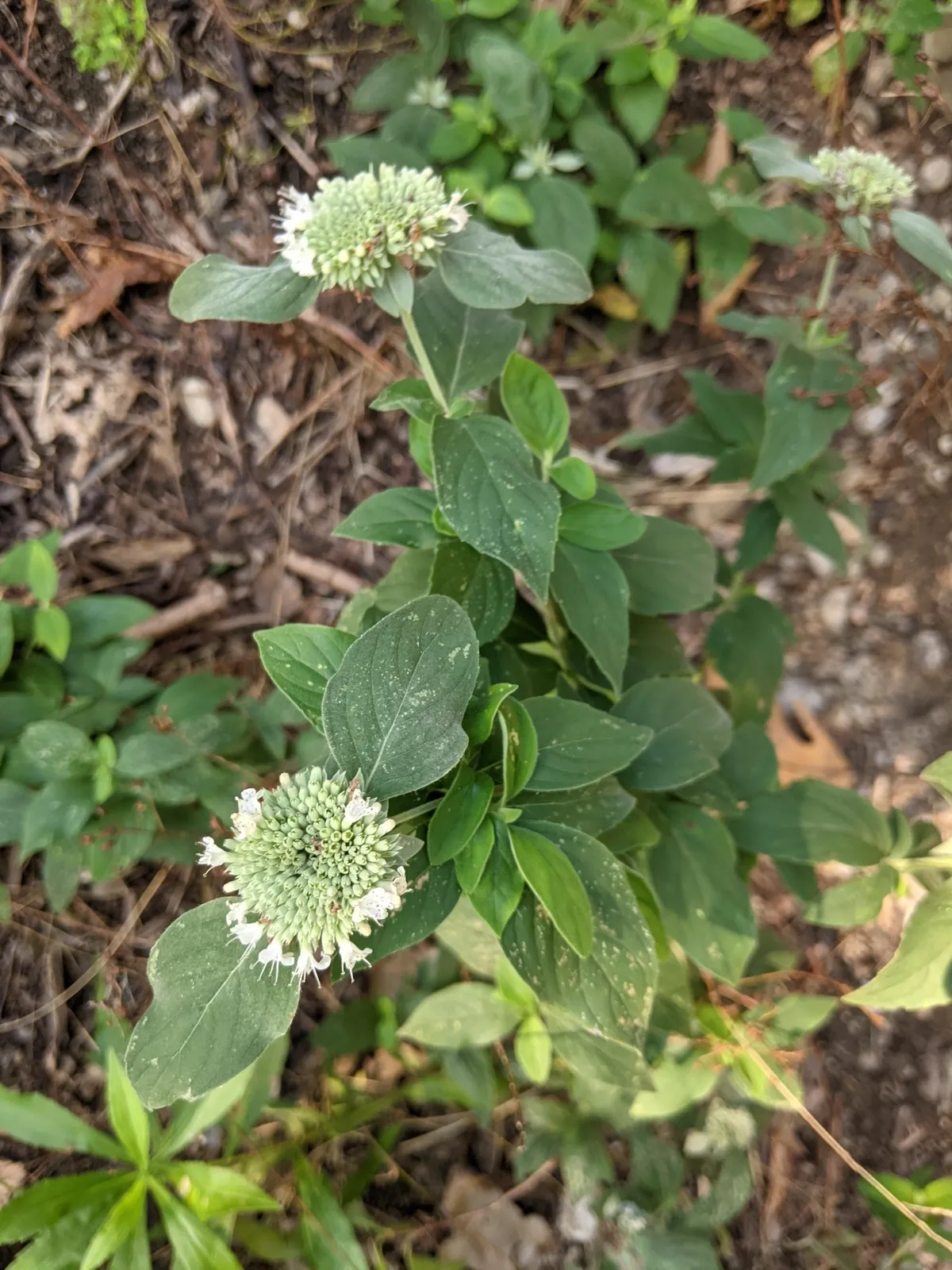 Hoary mountainmint (Pycnanthemum incanum)