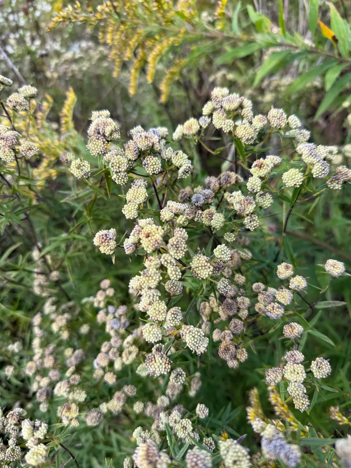 Virginia Mountain-Mint (Pycnanthemum virginianum)