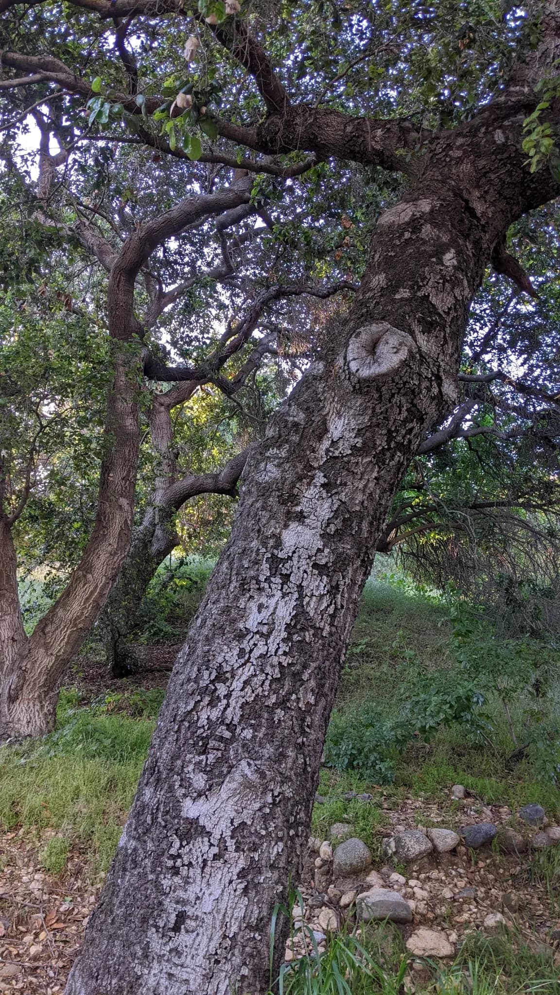 California Live Oak (Quercus agrifolia)