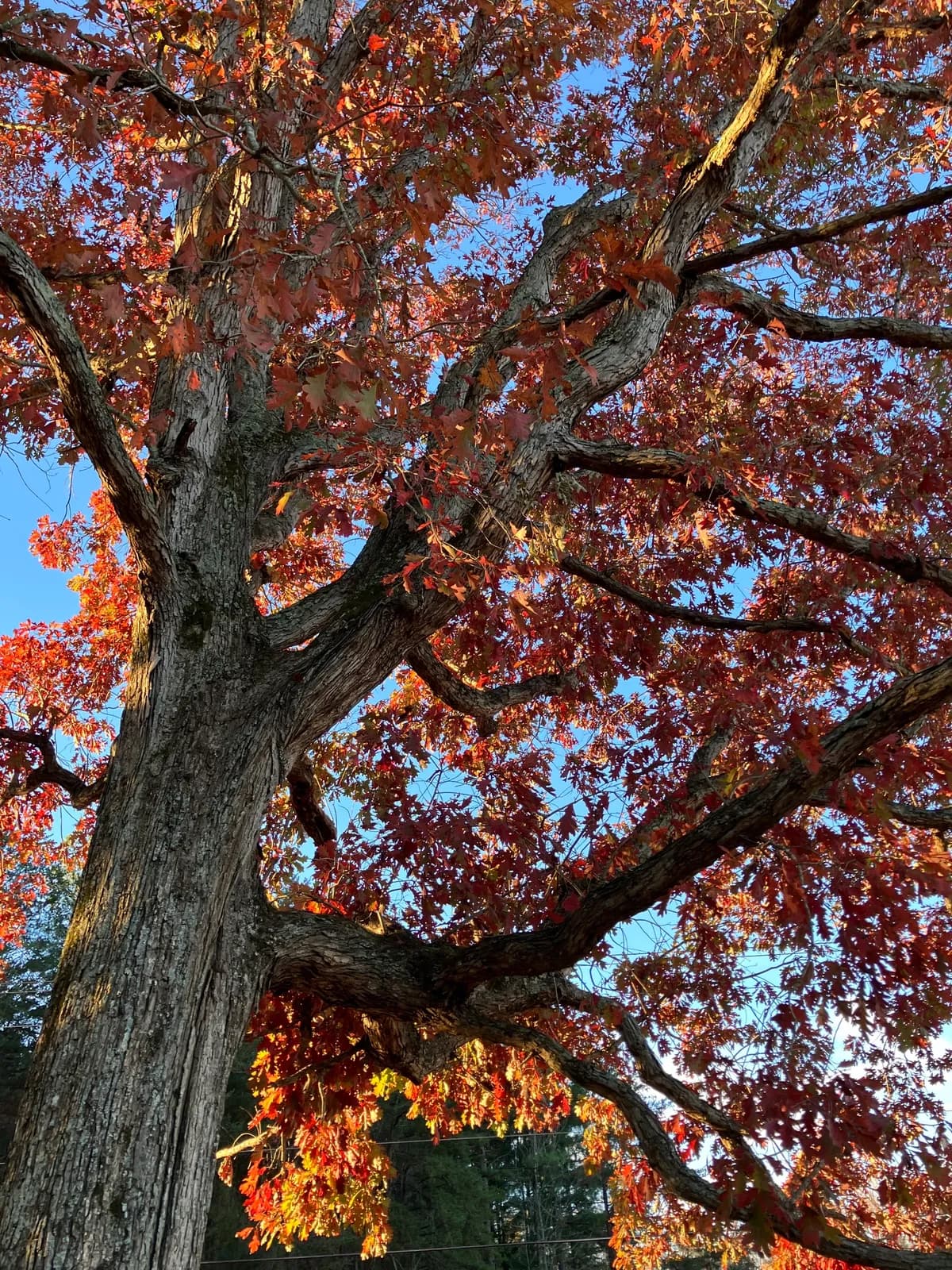 Stave Oak (Quercus alba)