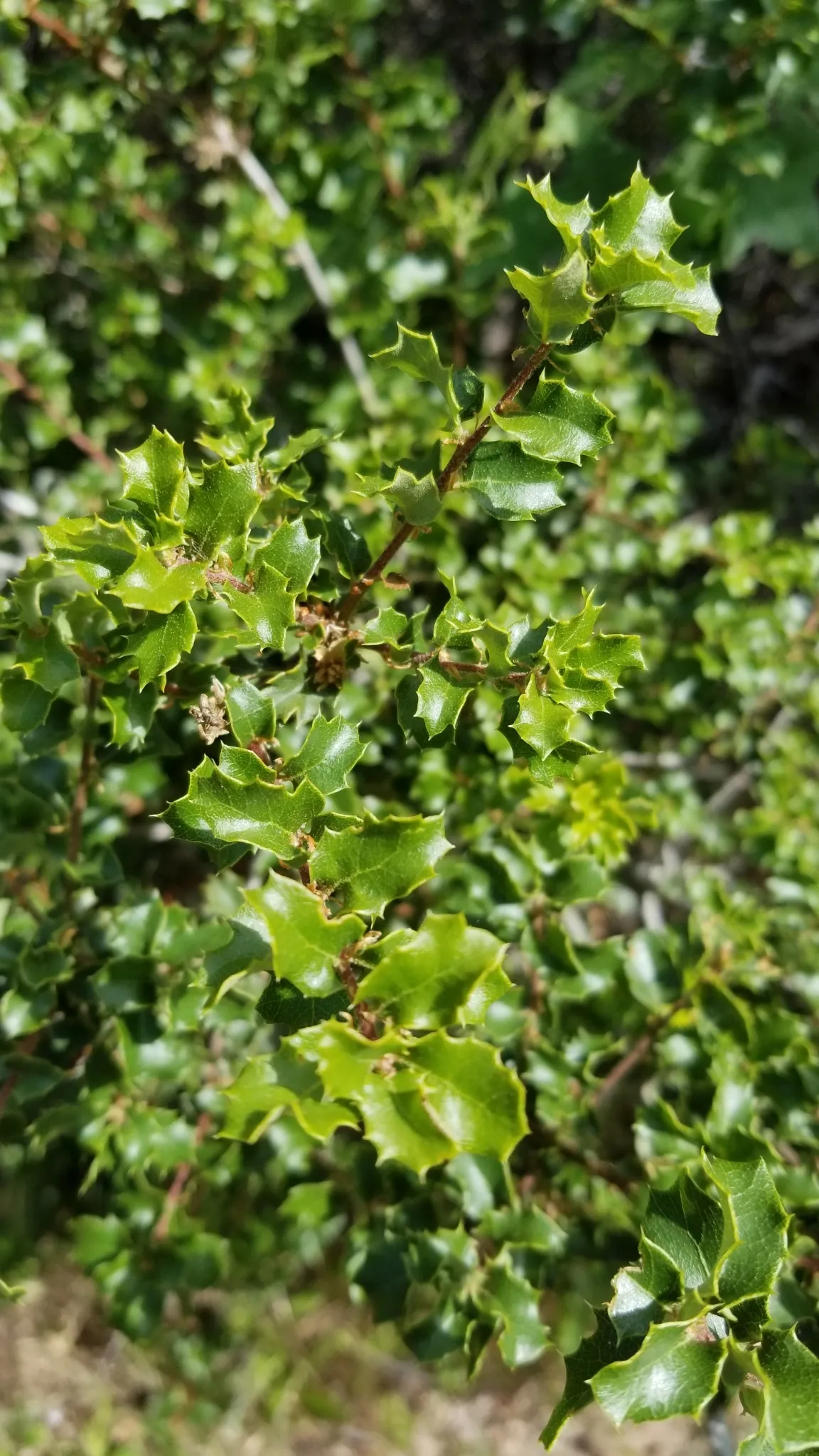 Scrub oak (Quercus berberidifolia)