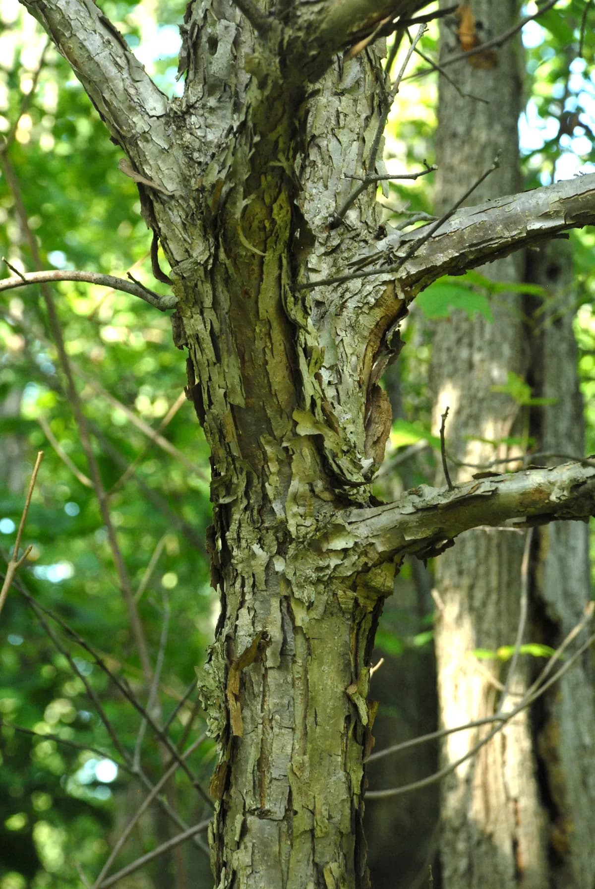 Swamp White Oak (Quercus bicolor)