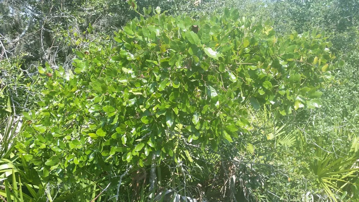 Chapman Oak (Quercus chapmanii)