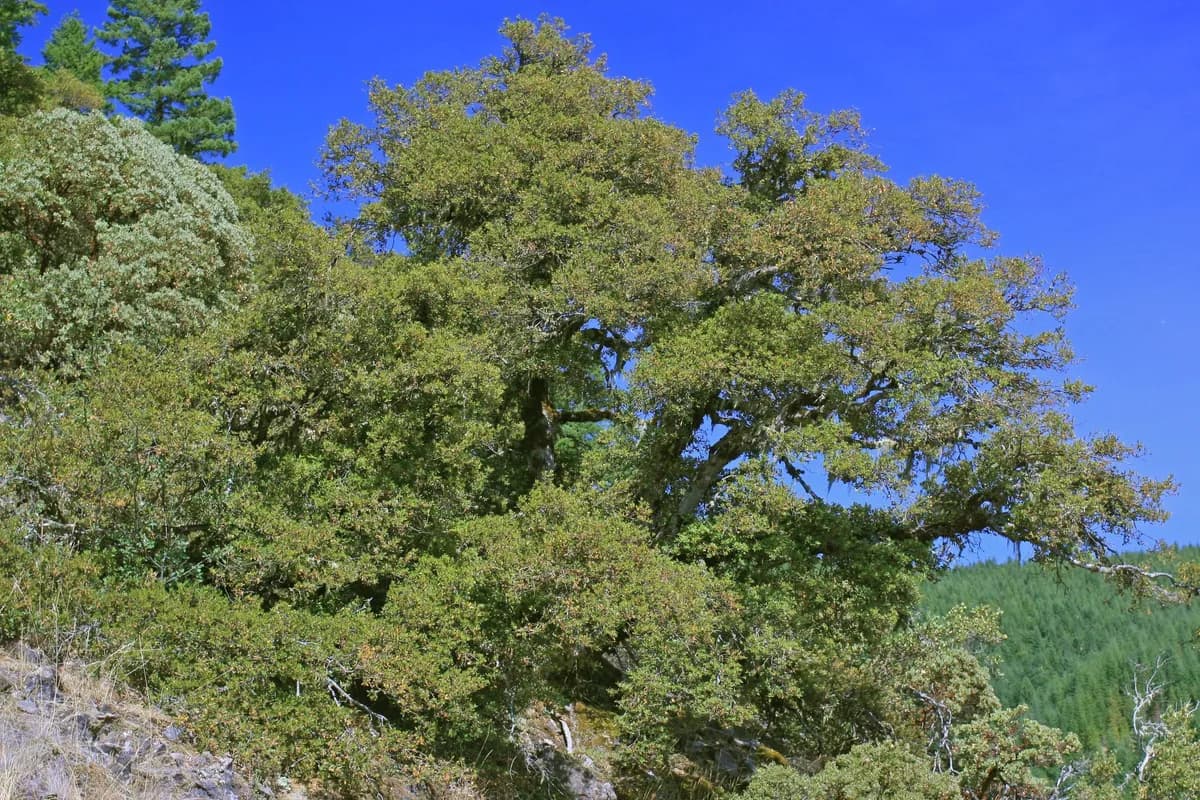 Canyon Live Oak (Quercus chrysolepis)