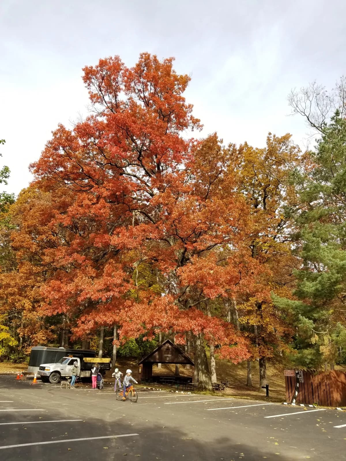 Scarlet oak (Quercus coccinea)