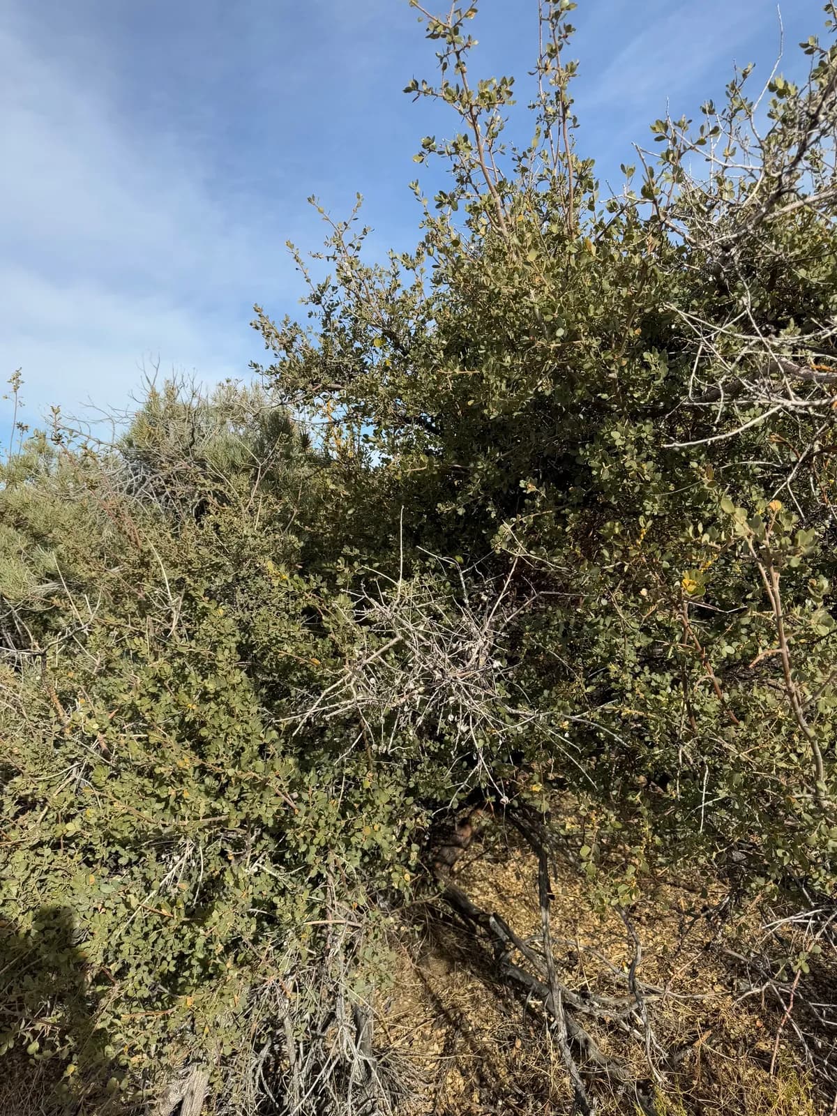 Desert scrub oak (Quercus cornelius-mulleri)