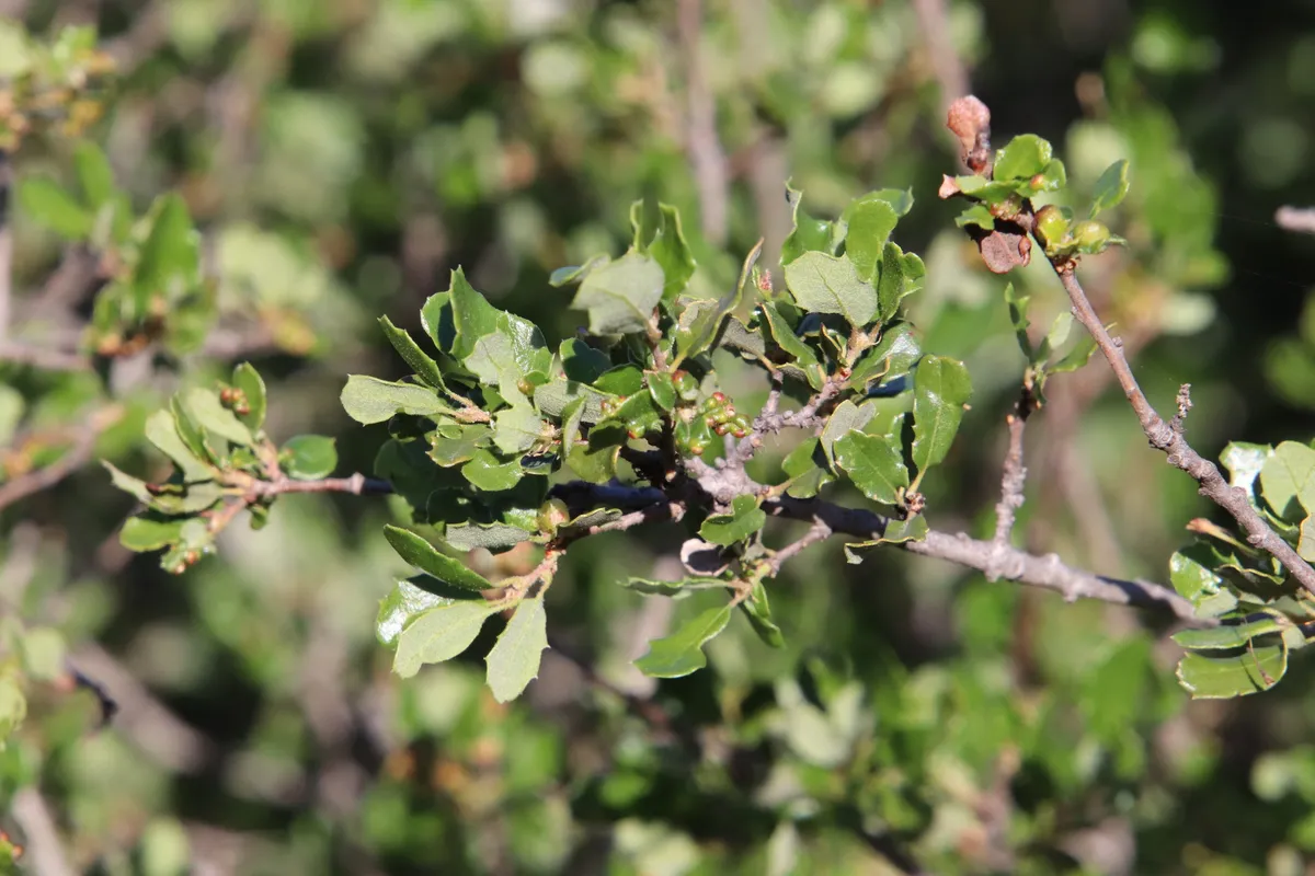 Coastal sage scrub oak (Quercus dumosa)