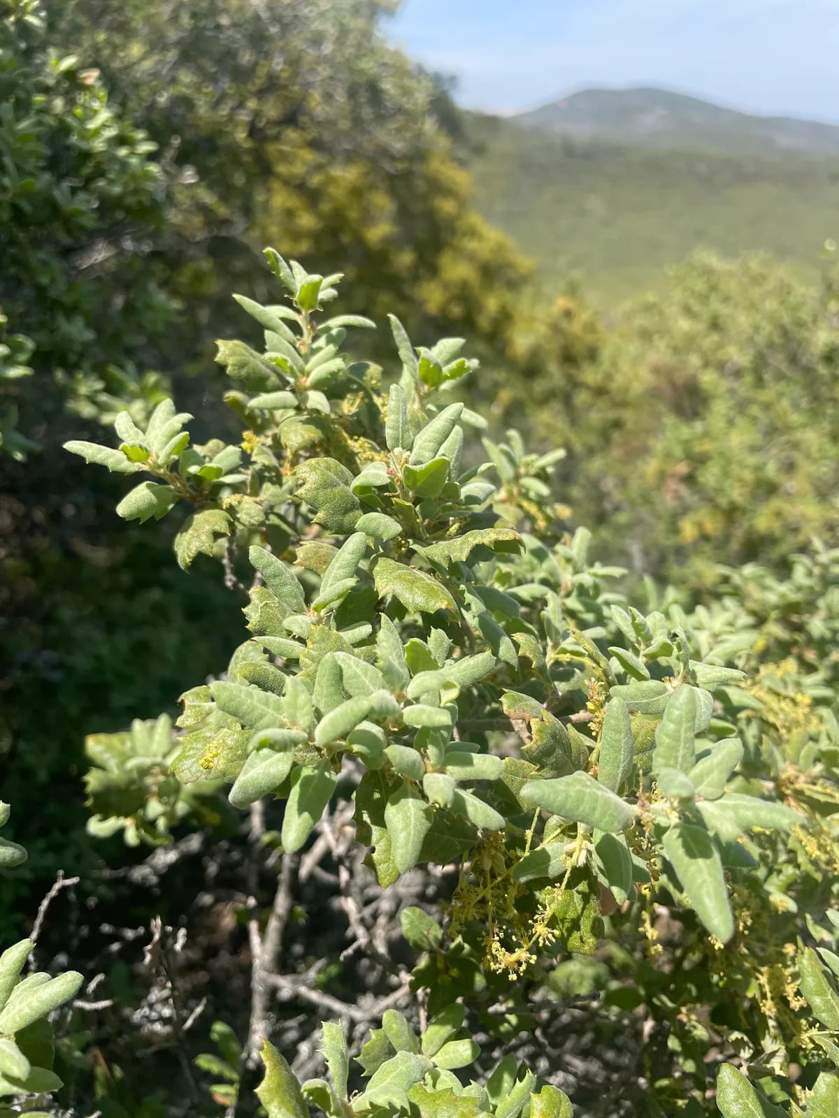Leather oak (Quercus durata)