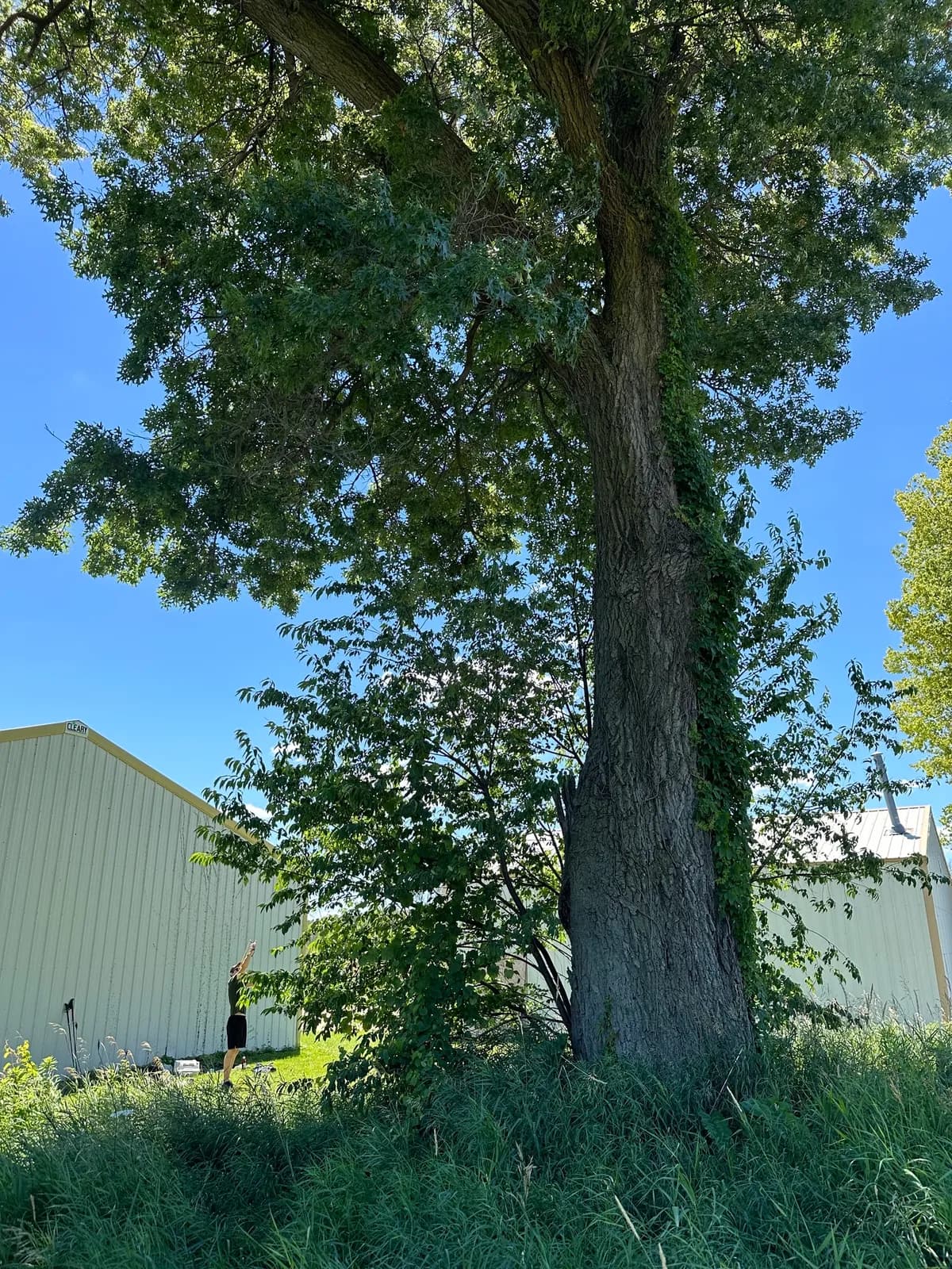 Hill's oak (Quercus ellipsoidalis)