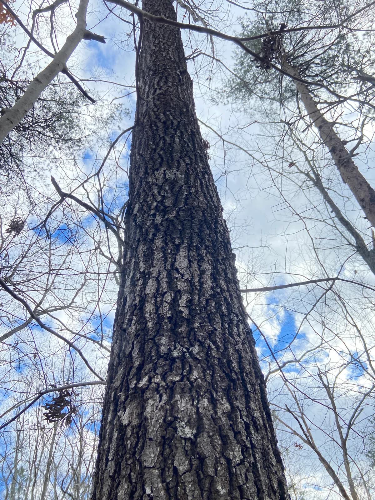 Southern Red Oak (Quercus falcata)