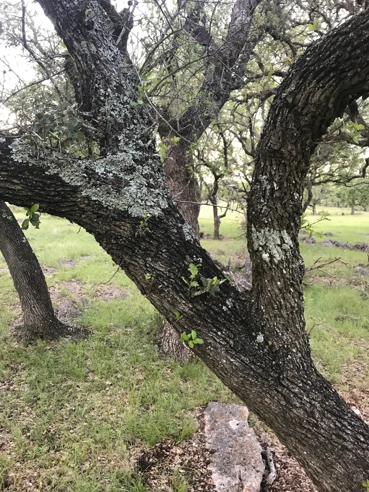 Escarpment Live Oak (Quercus fusiformis)