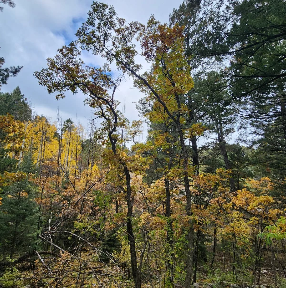 Gambel oak (Quercus gambelii)