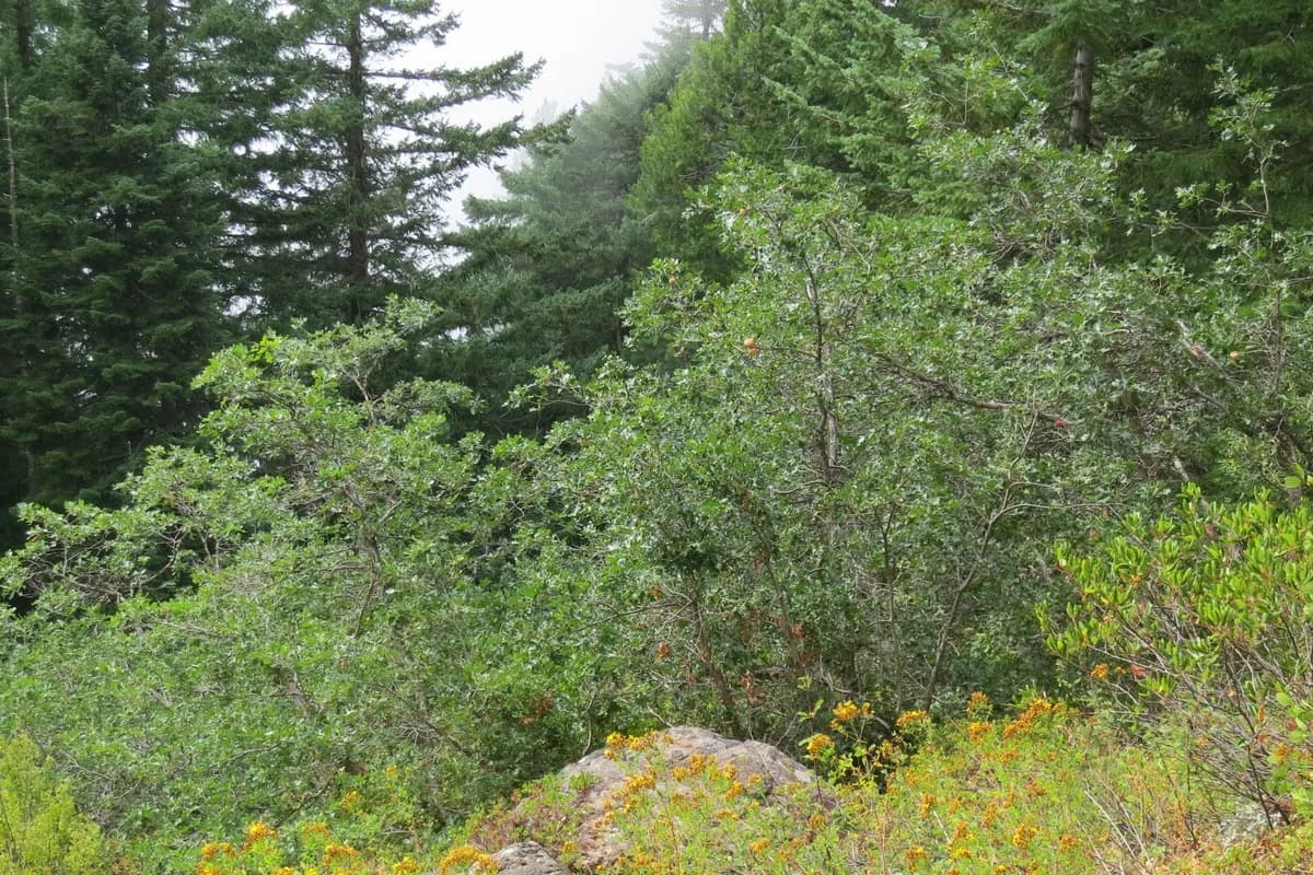 Oregon Oak (Quercus garryana)