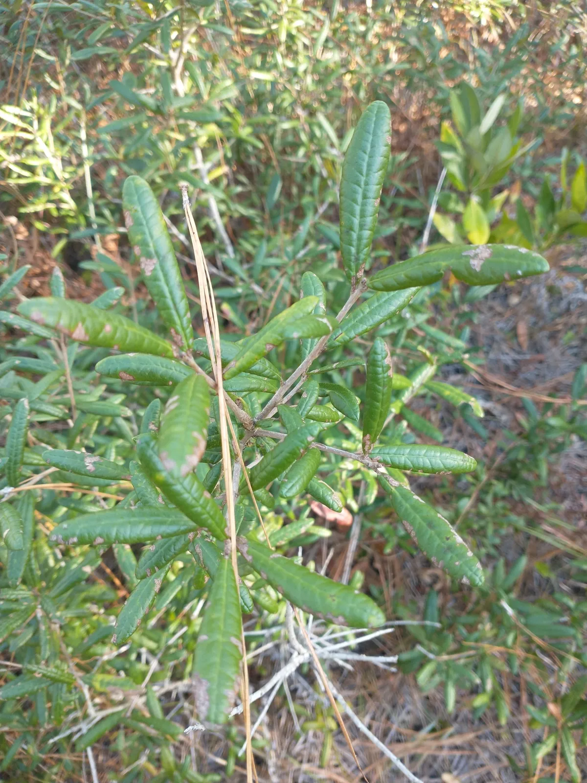 Sand Live Oak (Quercus geminata)