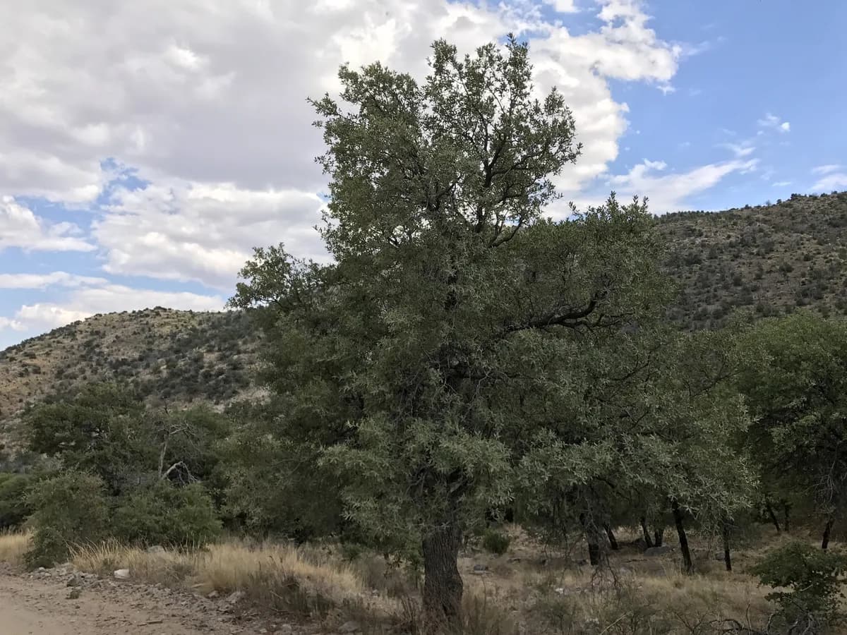Gray Oak (Quercus grisea)