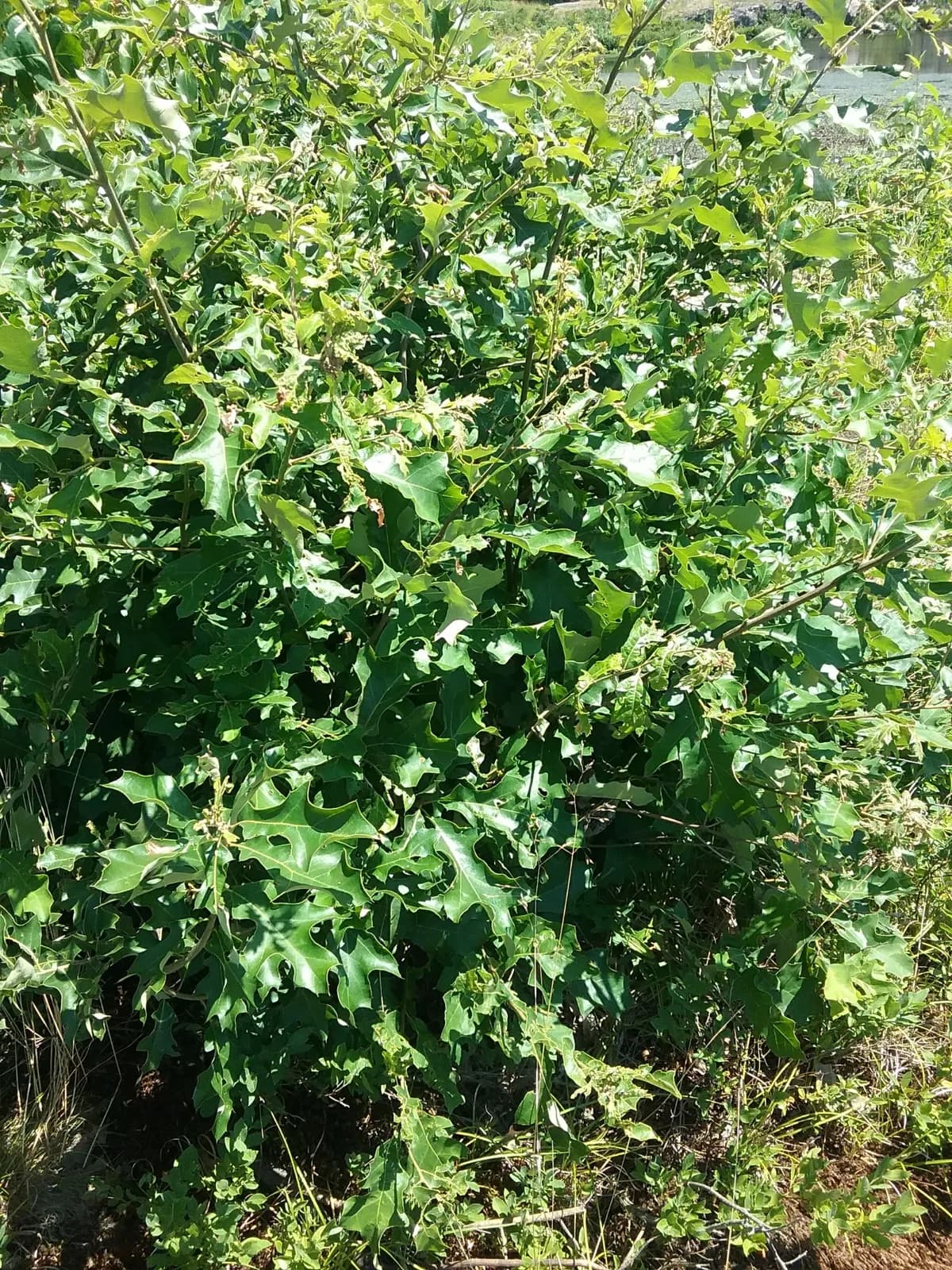 Bear Oak (Quercus ilicifolia)
