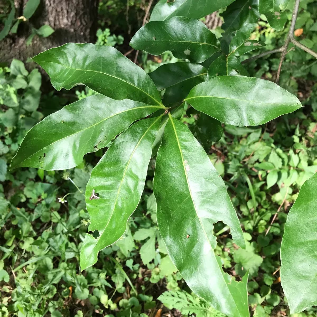 Shingle Oak (Quercus imbricaria)