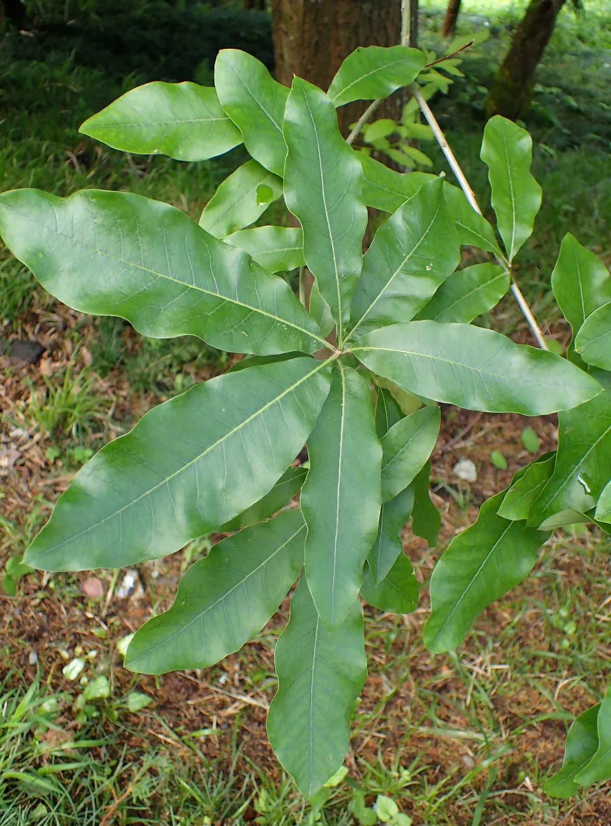 Shingle Oak (Quercus imbricaria)