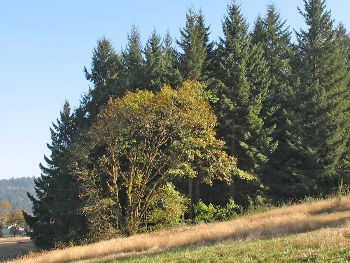 California Black Oak (Quercus kelloggii)