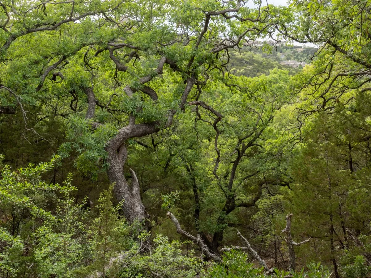 Lacey Oak (Quercus laceyi)