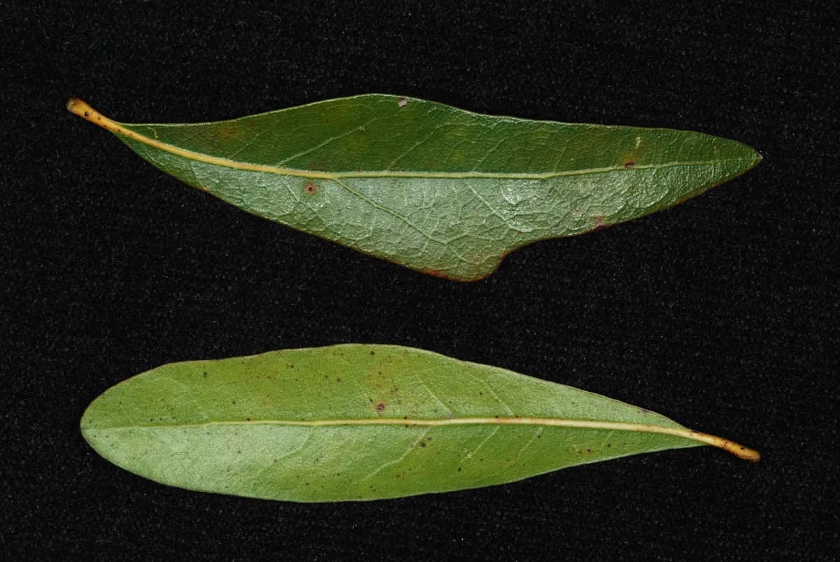 Laurel Oak (Quercus laurifolia)