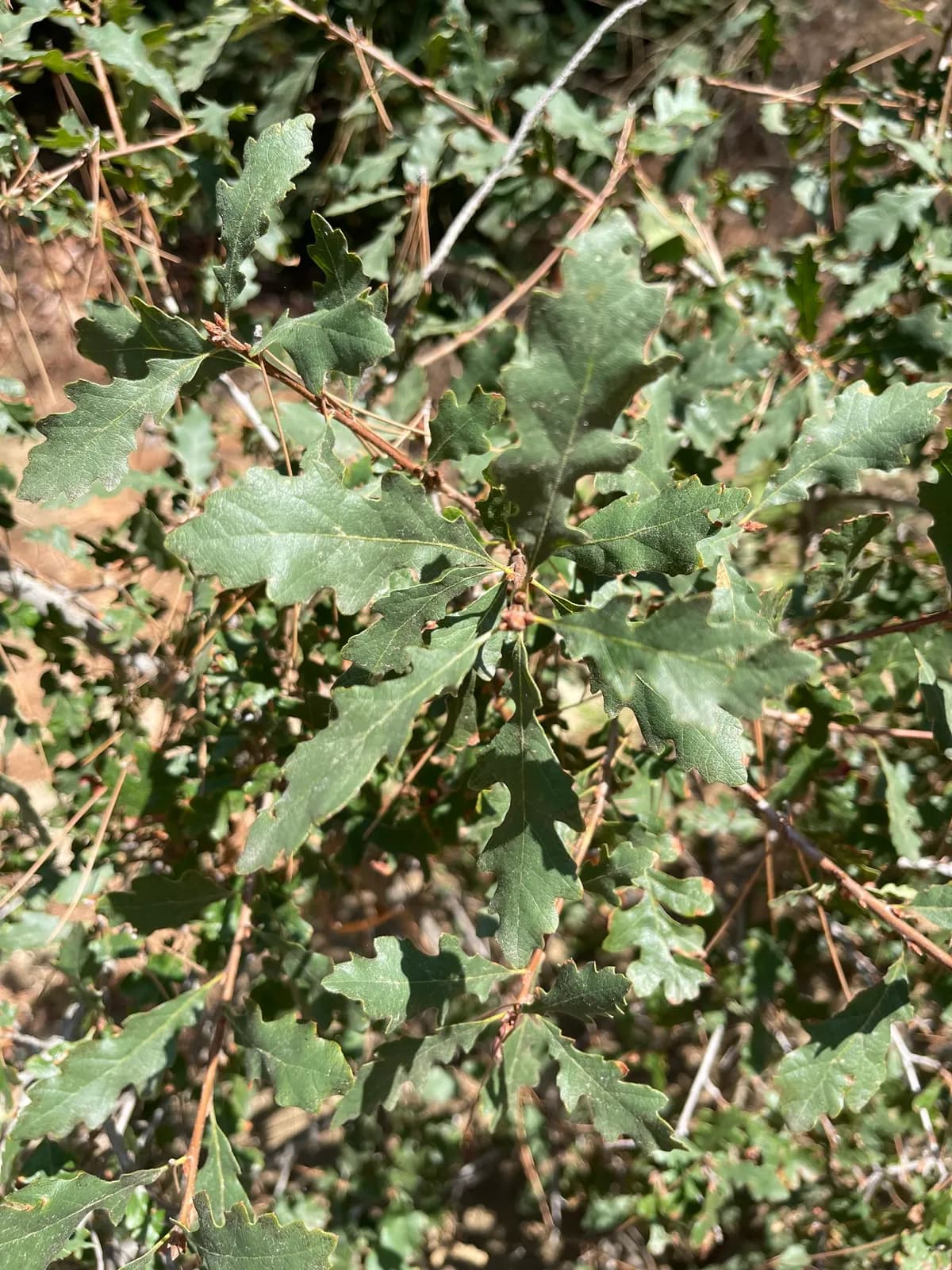 Valley Oak (Quercus lobata)