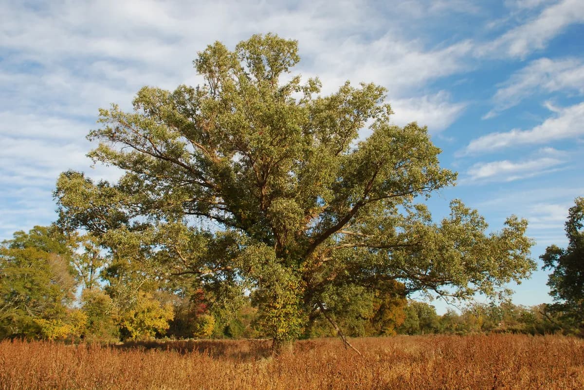 Swamp Post Oak (Quercus lyrata)