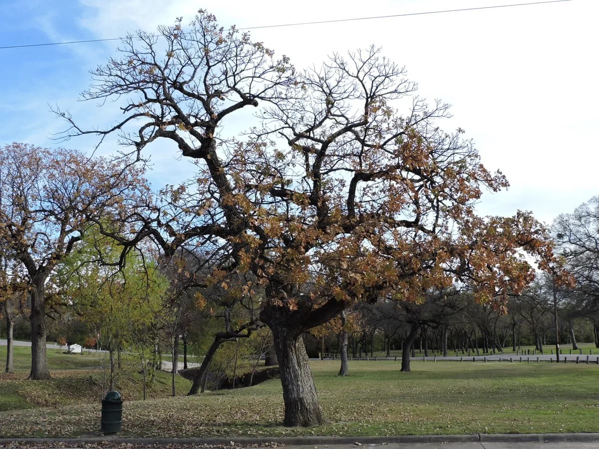 Bur Oak (Quercus macrocarpa)