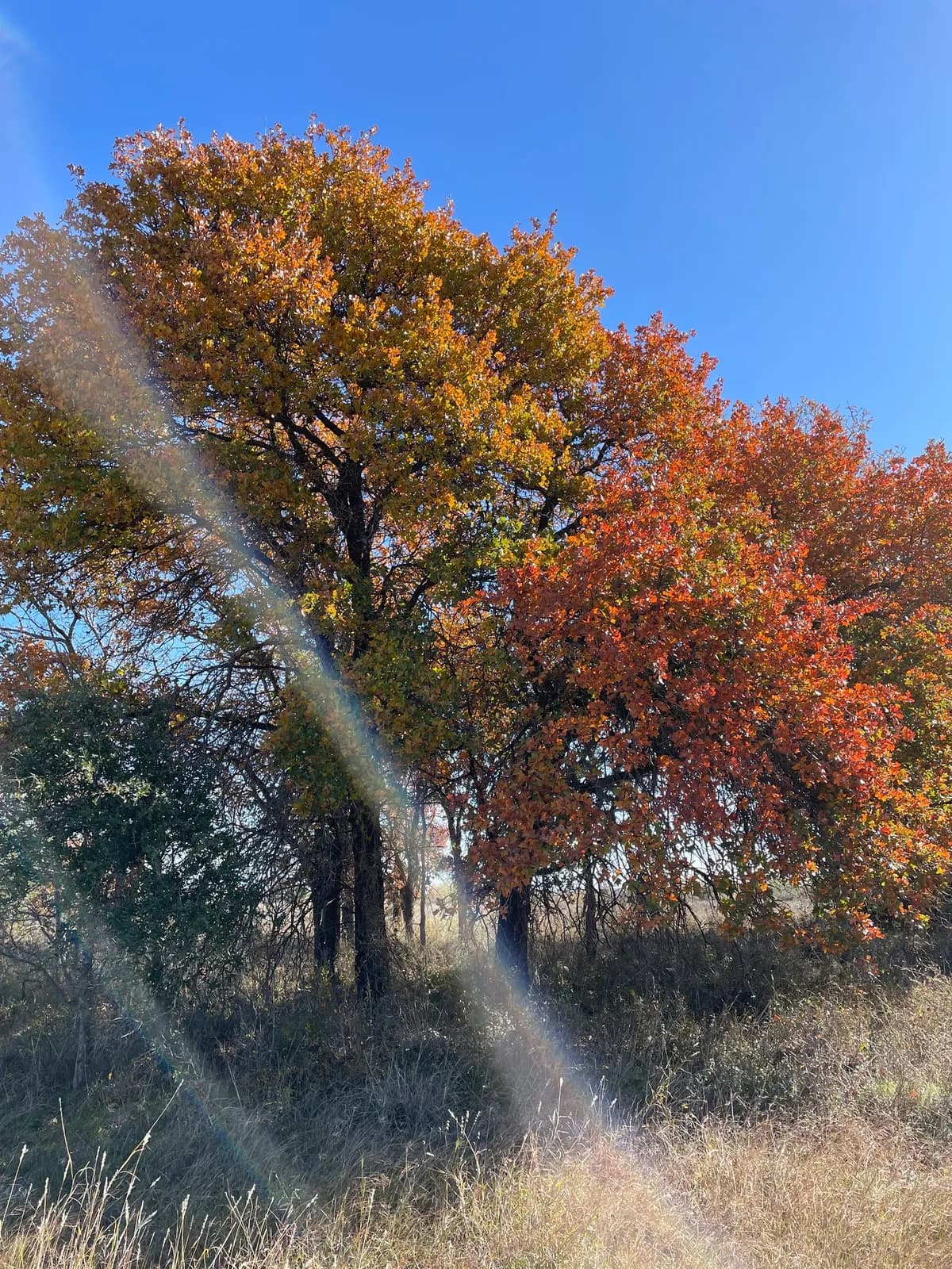 Blackjack Oak (Quercus marilandica)