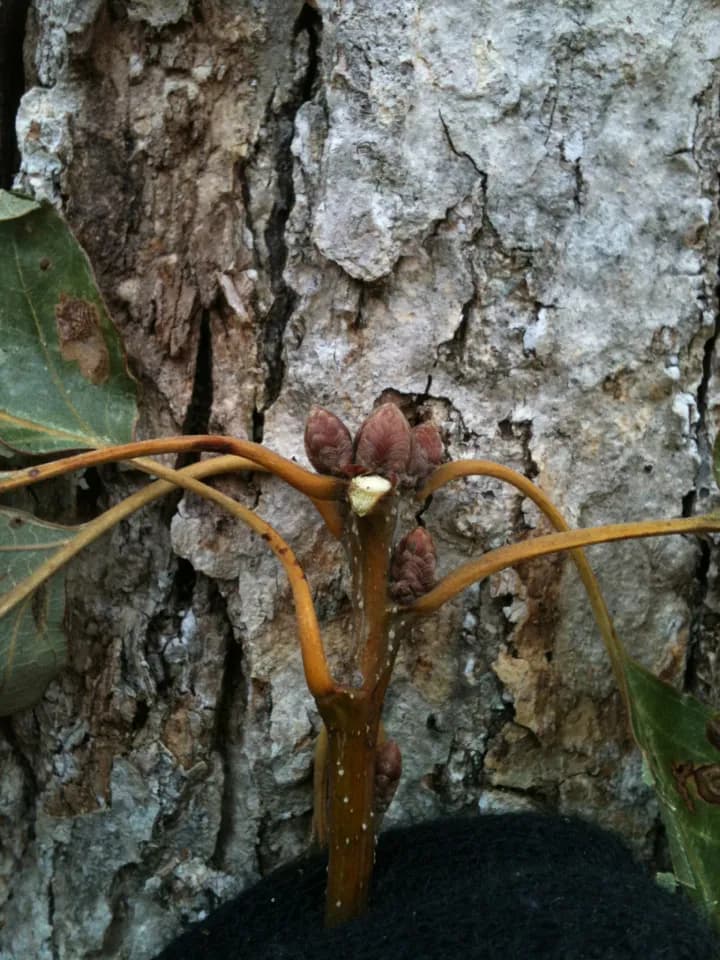 Basket Oak (Quercus michauxii)