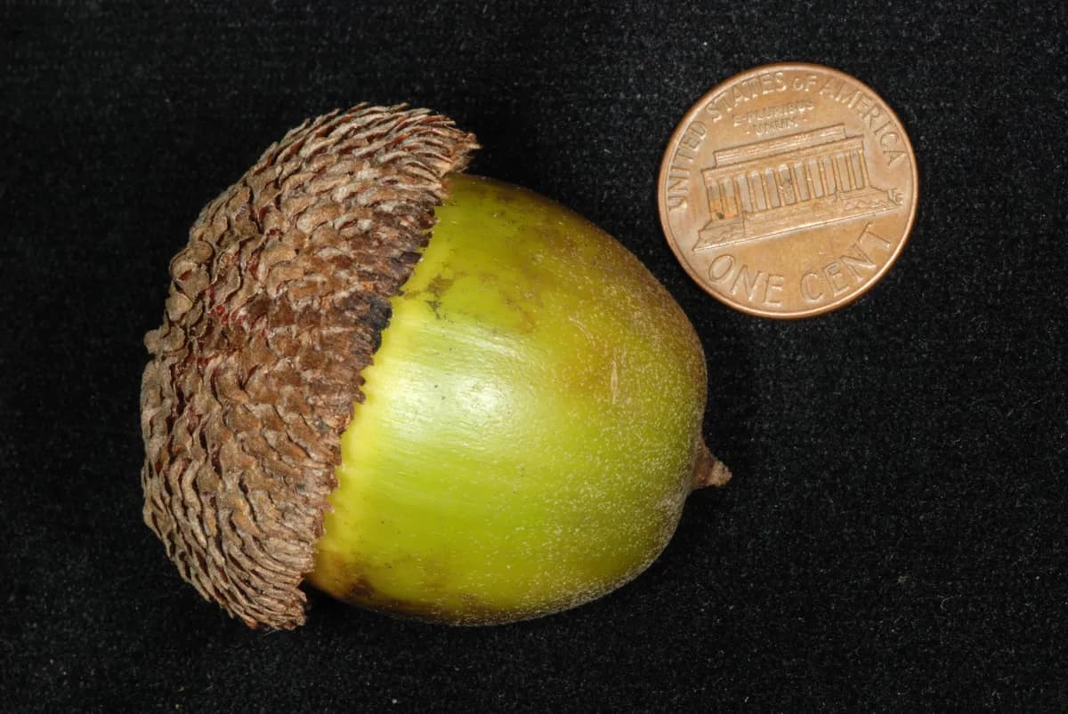 Basket Oak (Quercus michauxii)