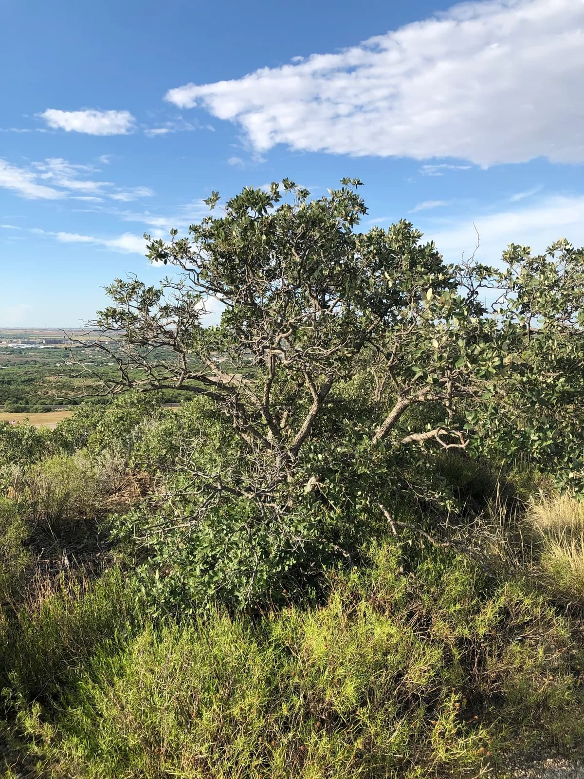 Mohr's Oak (Quercus mohriana)