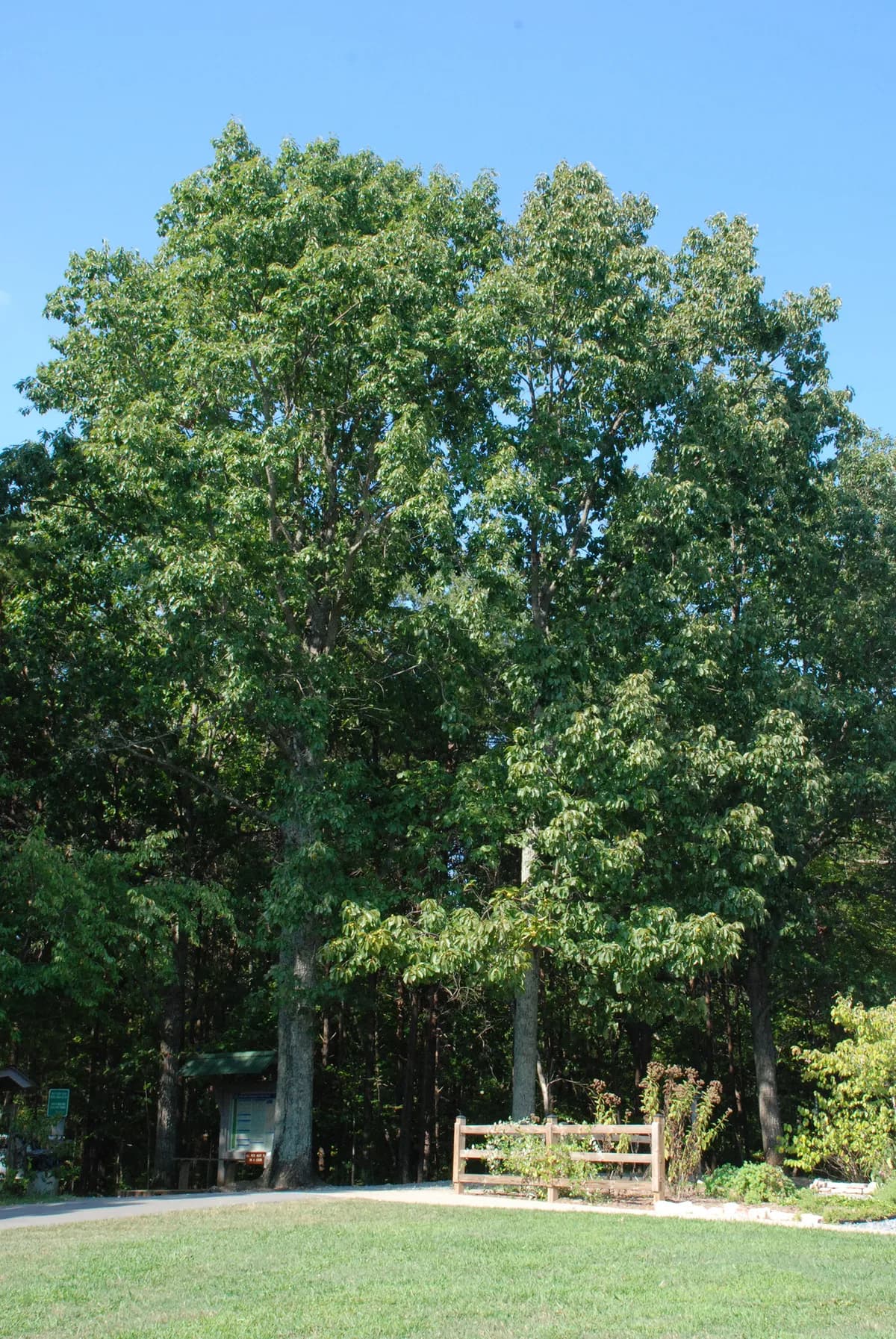 Chestnut Oak (Quercus montana)