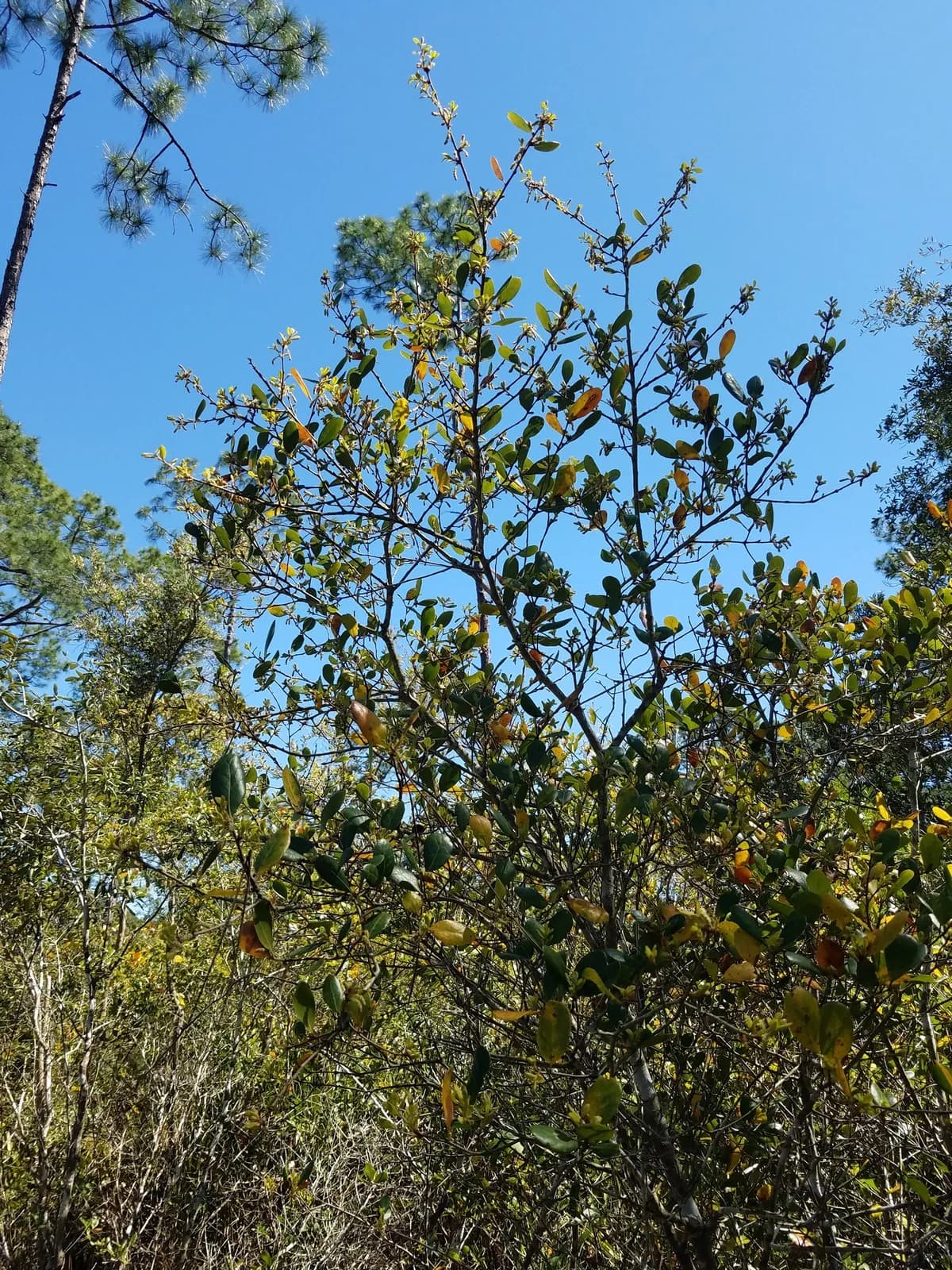 Myrtle Oak (Quercus myrtifolia)