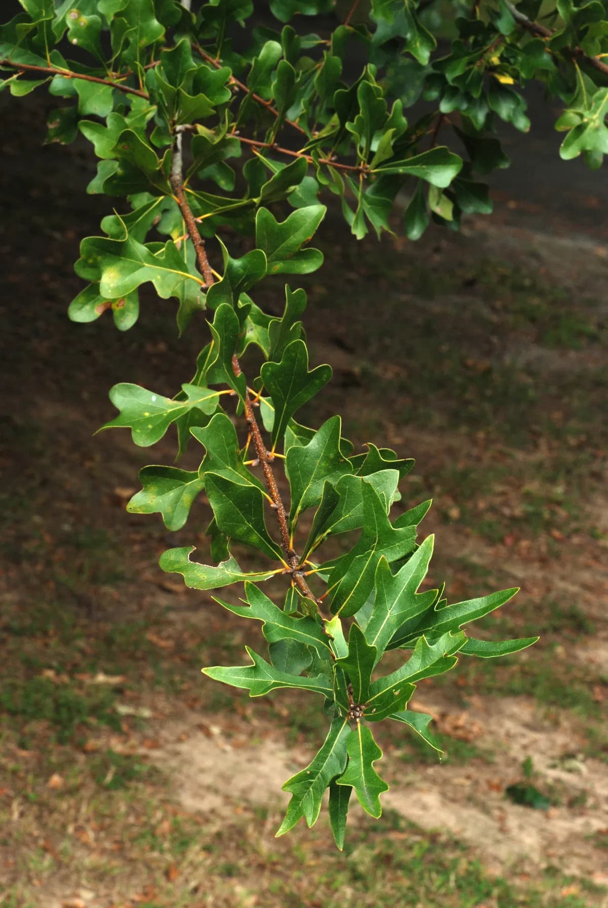 Water Oak (Quercus nigra)