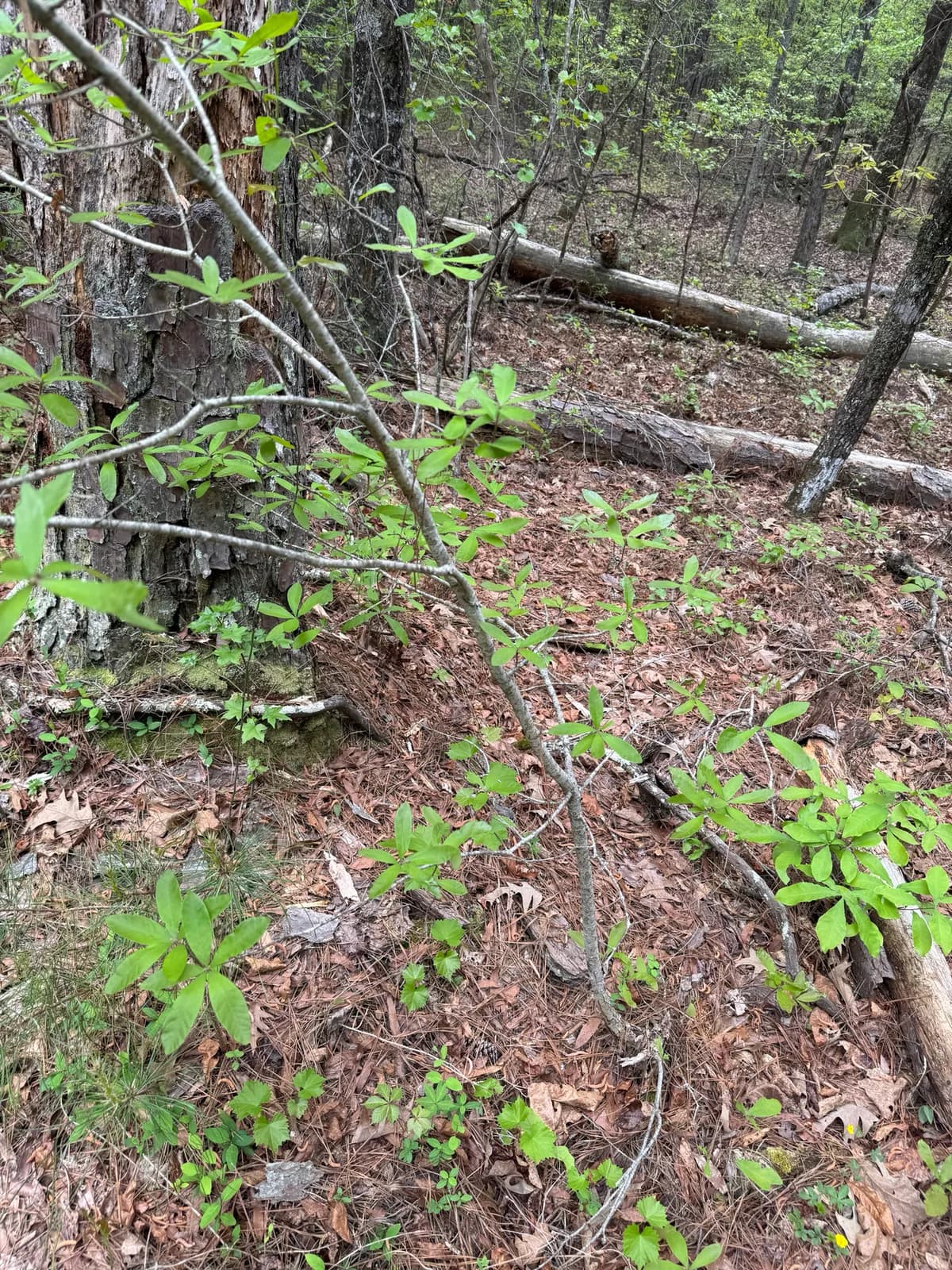 Oglethorpe oak (Quercus oglethorpensis)